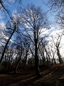 Contre-jour d'hiver